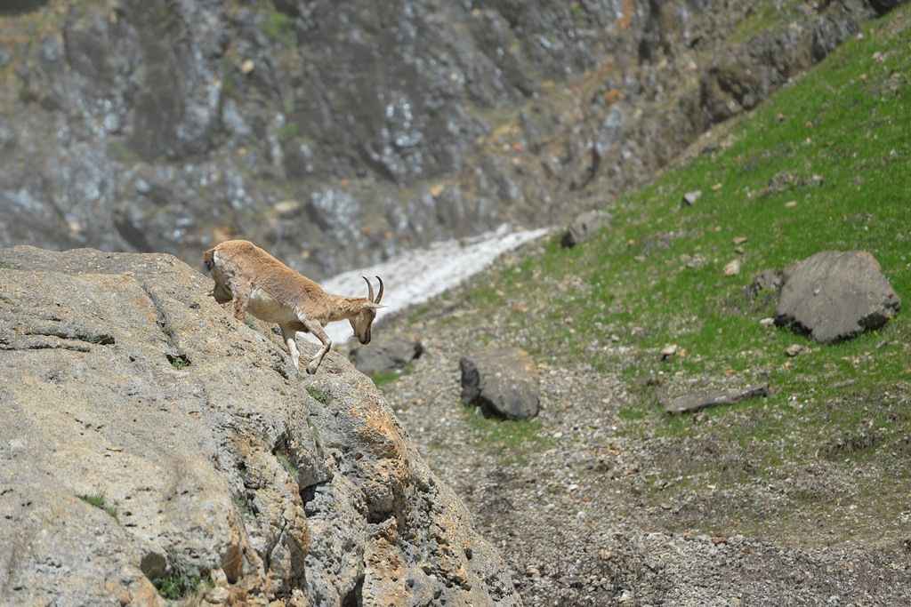 Tunceli'de yaban hayat görüntülendi 